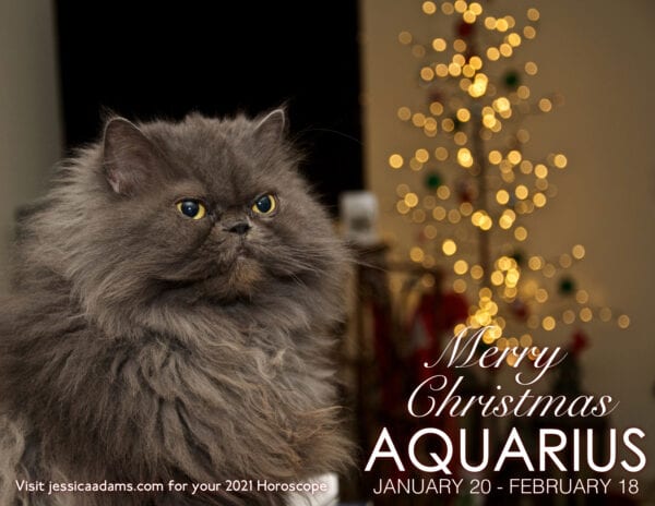 Aquarius Christmas 2020 Cat Animal Astrology Cards 600x464 - Animal Astrology Christmas eCards
