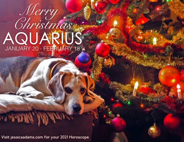 Aquarius Christmas 2020 Dog Animal Astrology Cards 600x464 - Animal Astrology Christmas eCards