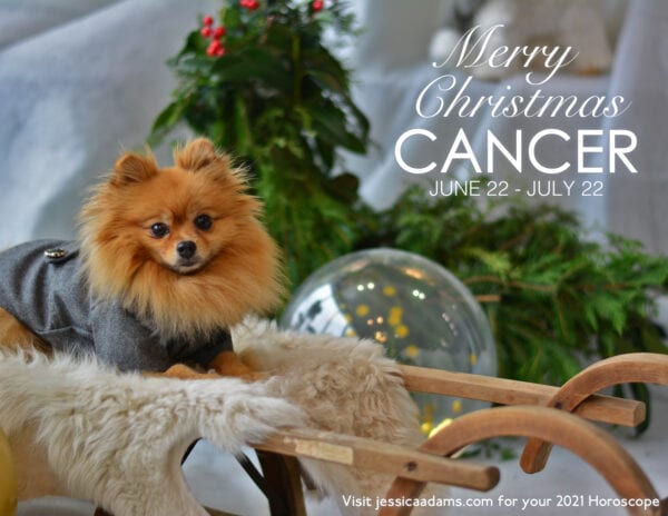 Cancer Christmas 2020 Dog Animal Astrology Cards 600x464 - Animal Astrology Christmas eCards