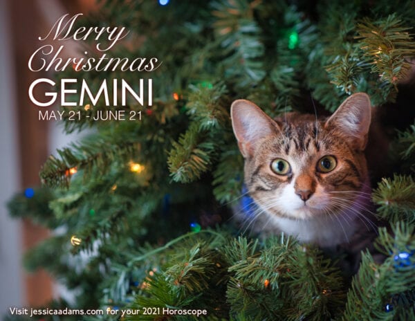 Gemini Christmas 2020 Cat Animal Astrology Cards 600x464 - Animal Astrology Christmas eCards