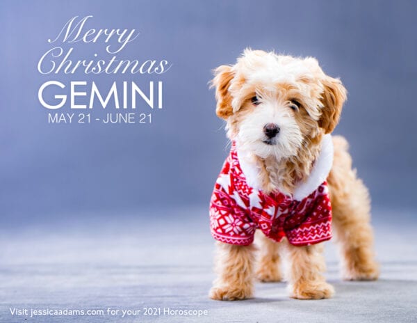Gemini Christmas 2020 Dog Animal Astrology Cards 600x464 - Animal Astrology Christmas eCards
