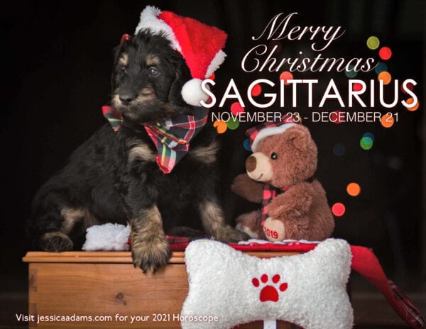 Sagittarius Christmas 2020 Dog Animal Astrology Cards 600x464 - Animal Astrology Christmas eCards