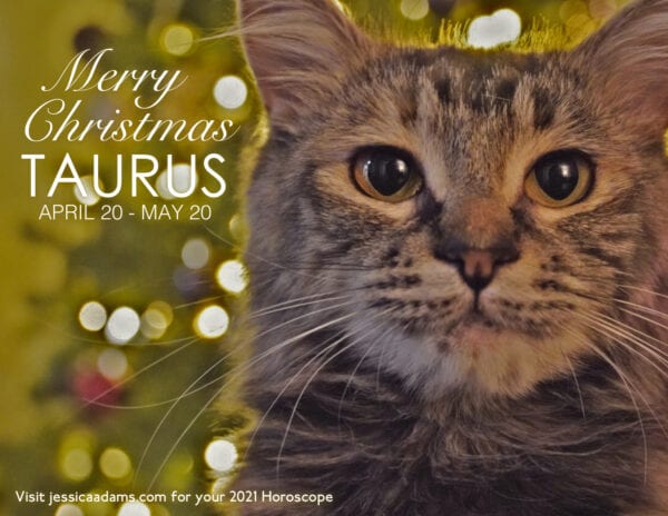Taurus Christmas 2020 Cat Animal Astrology Cards 600x464 - Animal Astrology Christmas eCards