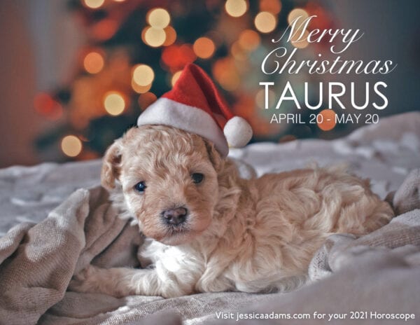 Taurus Christmas 2020 Dog Animal Astrology Cards 600x464 - Animal Astrology Christmas eCards