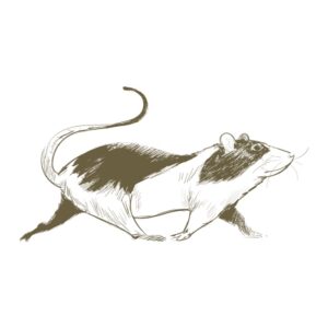 Asianscope Rat