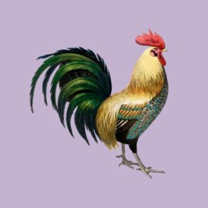 Asianscopes Rooster