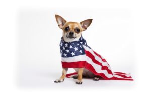 DOG USA FLAG RAWPIXEL 300x200 - Top 16 True Astrology Predictions of 2024